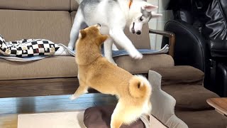 伝家の宝刀ネコパンチを柴犬にかわされて転げ落ちるシベリアンハスキーの子犬