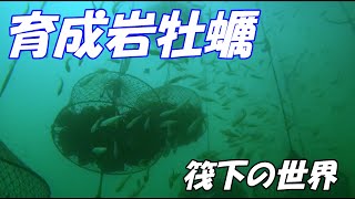 【舞鶴湾】ピークを迎えた育成岩牡蠣出荷作業と筏下の様子【岩牡蠣養殖】