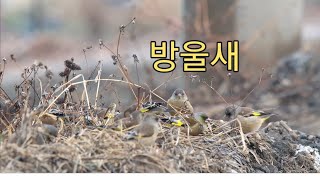 작은 새들은 쉬지않고 움직입니다^^ - 귀여운 방울새(oriental greenfinch)