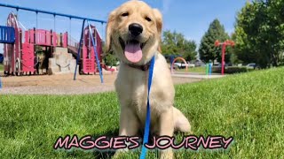 Maggie has graduated from the Board & Train program!
