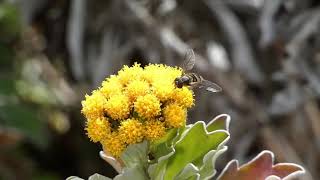 Hoverfly Licks Gold and Silver Chrysanthemum Flowers