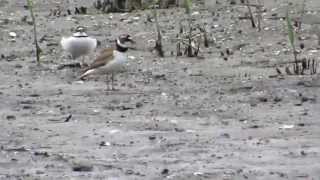 コチドリの求愛 Courtship of Little ringed plover