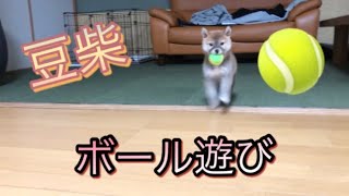 豆柴！ボール遊び！