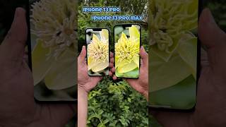 Iphone 13 pro vs Iphone 13 pro max Camera Test #shorts