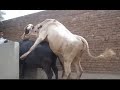 mix animal mating breeding science technology bull mating with buffalo