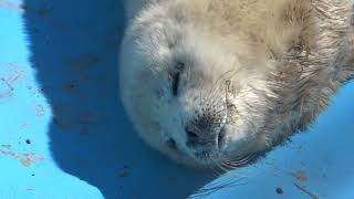 遊び疲れて眠いあざらしの赤ちゃん / Tired of play and sleepy baby with seals