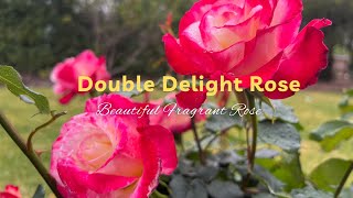 The Best Fragrant Rose - Double Delight #rose #flowers #garden #nature #australia