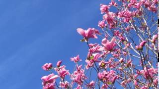 梶原吉広のおすすめ「花と空の動画」