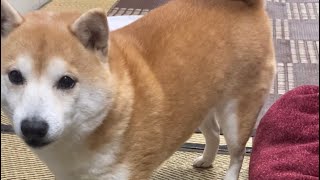 【豆柴】散歩の催促にくる柴犬くるみちゃん