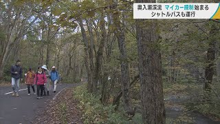 紅葉シーズンを迎える奥入瀬渓流で「マイカー規制」始まる　シャトルバス運行で国内外から多くの観光客　車がほとんど通らない国道を歩きながらで秋の訪れを楽しむ