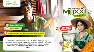 MAXXI AGRI || BENIH JAGUNG MAXXI 2, TAHAN PENYAKIT, TOLERAN KEKERINGAN, HASIL PANEN MAKSIMAL