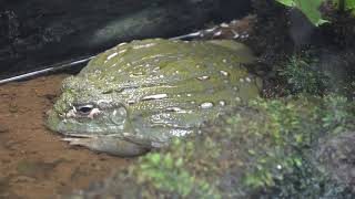 体にアーモンドカステラみたいな筋が・・・　アフリカウシガエル　両生爬虫類館　西園　上野動物園　00142