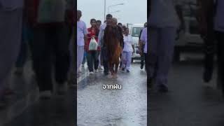 หลวงตาบุญชื่น เดินธุดงค์ แม้ฝนจะตก อากาศจะร้อน ท่านก็ยังเดินต่อ