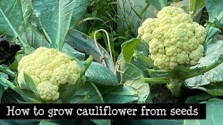 How To Grow Cauliflower from Seeds || Growing Cauliflower in Pot