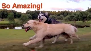 Unleashing Love: Epic Dog Chase and Kisses - GoPro View from Golf Cart