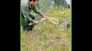 第四集丨野外生存，制作的陷阱捕获野猪