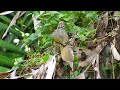 straw headed bulbul 22sep2014