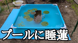 プールに睡蓮 2022/06/01 メダカ日誌