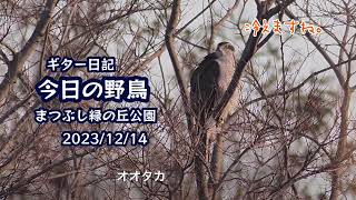 ギター日記　今日の野鳥　・　まつぶし緑の丘公園　2023年12月14日