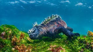 L’iguane marin des Galapagos - une mystérieuse disparition [Documentaire animalier 2018 | HD]