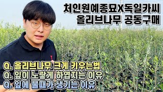 아르베키나 올리브나무!! 올리브나무 크게 키우는법, 잎에 물때가 생기는 이유, 잎이 노랗게 하엽지는 이유 with. 처인원예종묘!!