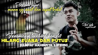 cara mengatasi lovebird jantan rusak nada putus volume kecil durasi hilang dan lipsing by ari solo