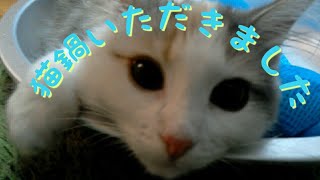 猫鍋と猫 ゆずぽんぴいに猫鍋のプレゼント