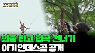 [지구촌톡톡] 186m 상공서 외줄 타고 협곡 건너기…아기 안데스곰 공개 外