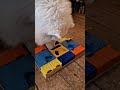 kaya speelt met de pawzler hondenpuzzel