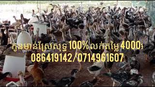 @របៀបចិញ្ចឹម កូនមាន់ស្រែ/កូនទាកាប៉ាពូជធំ/កូនទាគីឡូកូនទាតៃវ៉ាន់និងកូនទាសំរាប់ឬពង 0714961607/086419142