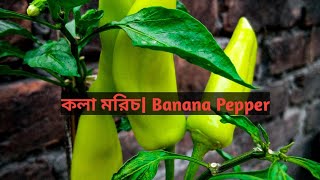 কলা মরিচ|Banana Pepper|Rooftop plant