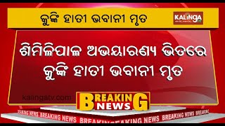 Elephant Bhabani dies in Odisha's Similipal National Park | Kalinga TV