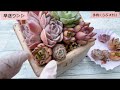 【多肉植物】トロピカルガーデンさんの福袋で寄せ植え モルタル鉢