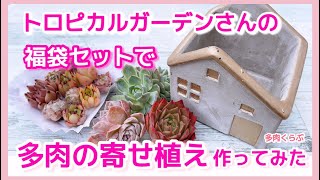 【多肉植物】トロピカルガーデンさんの福袋で寄せ植え/モルタル鉢