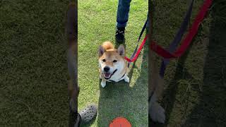 【可愛い犬】おやつ待ちのイヌ#shorts#柴犬#可愛い#いぬ