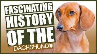 The History Of The DACHSHUND