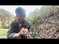 雨哥进山考察养殖基地，顺便又上山搞了不少野货，希望娜姐能支持雨哥