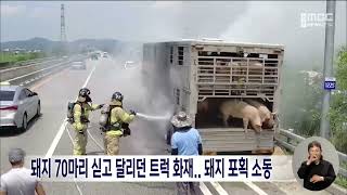 돼지 70마리 싣고 달리던 트럭 화재..돼지 포획 소동  | 전주MBC 230728 방송