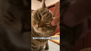 最後の睨み方絶対にヤンキーじゃん #cat #ねこ #猫動画