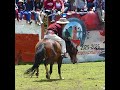 doma de potros galopando horse caballo doma potros livitaca 2025 chumbivilcas