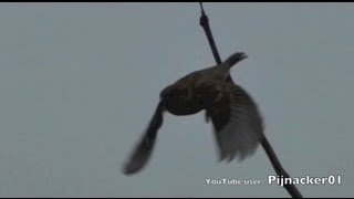 Birds of The Netherlands - Bird Feeder HD Cam