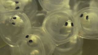 Perch eggs hatching time lapse.12 days embryo development to fry hatching