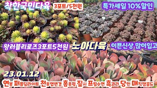 노아다육1탄/오늘도3포트5천원/거기에 10%까지세일/왕러블리로즈.매직잼골드.연봉.짚시.흑괴리.라울.화춘.버클리.부자재.배합토도 착하게(korean succulent plants)