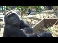 19 一緒に遊び始めた兄弟ゴリラ４⭐️gorilla【京都市動物園】gentaro and kintaro started playing together 4