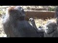 19 一緒に遊び始めた兄弟ゴリラ４⭐️gorilla【京都市動物園】gentaro and kintaro started playing together 4