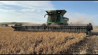 Pinto Bean Harvest 1