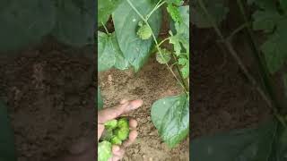 കാട്ടുപാവയ്ക്ക/Momordica balsamina/சின்ன பாவை/.