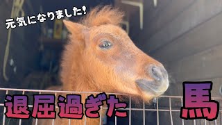 【母馬を亡くした仔馬】退屈過ぎた馬