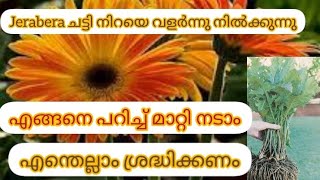 ഒരു ചട്ടിയിൽ തിങ്ങി നിറഞ്ഞു നിൽക്കാൻ ജർബറയെ അനുവദിക്കരുത്