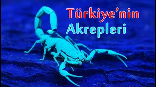 Türkiye'de Hangi Akrepler Var?